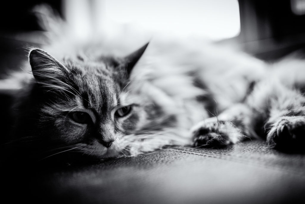 Black and white photo of a Maine Coon cat.