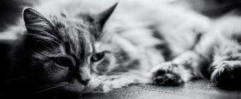Black and white photo of a Maine Coon cat.