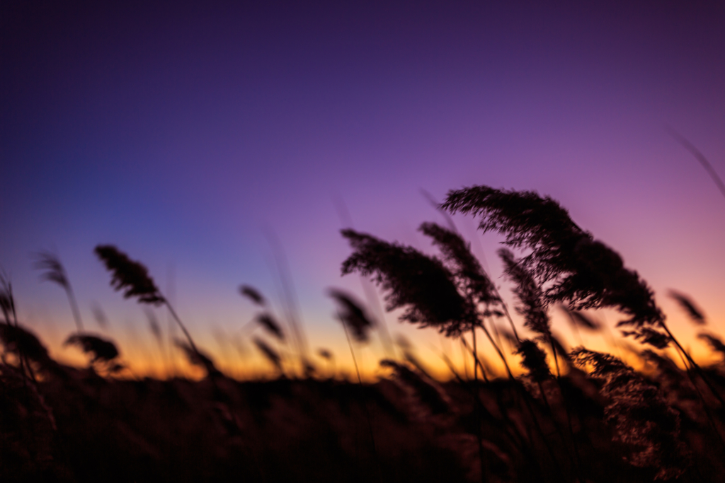 Salt marsh photo of wind blown phragmites at blue hour.