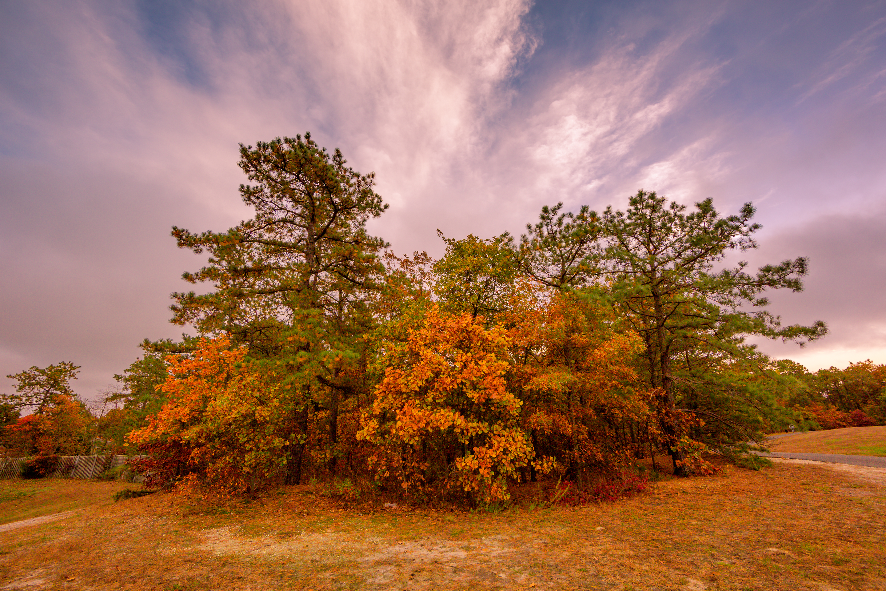 Landscape photo of fall foliage trees colored orange, red and yellow, mixed with green pines.