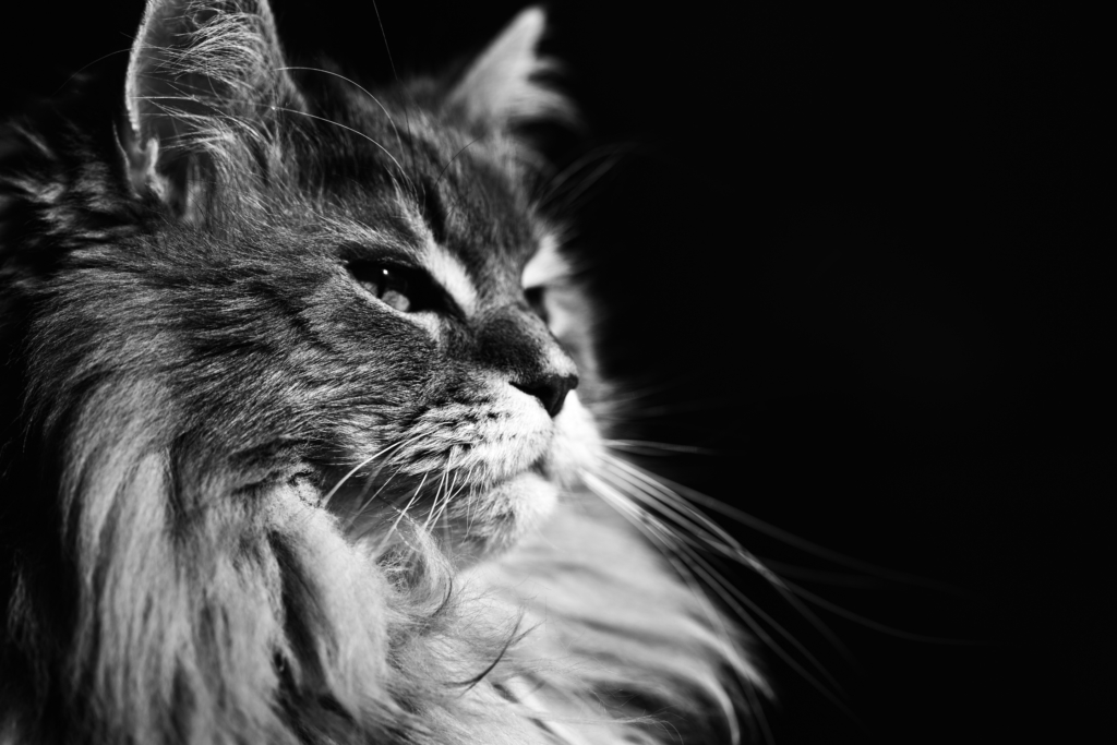 Black and white Maine Coon portrait photo.