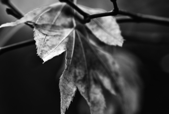 Withered Japanese maple leaf macro black and white photograph.