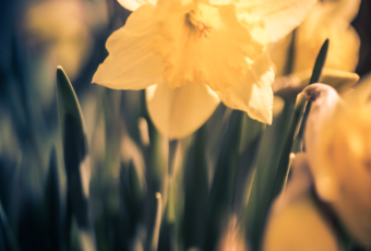 Daffodil photos with smooth bokeh and shallow depth of field.