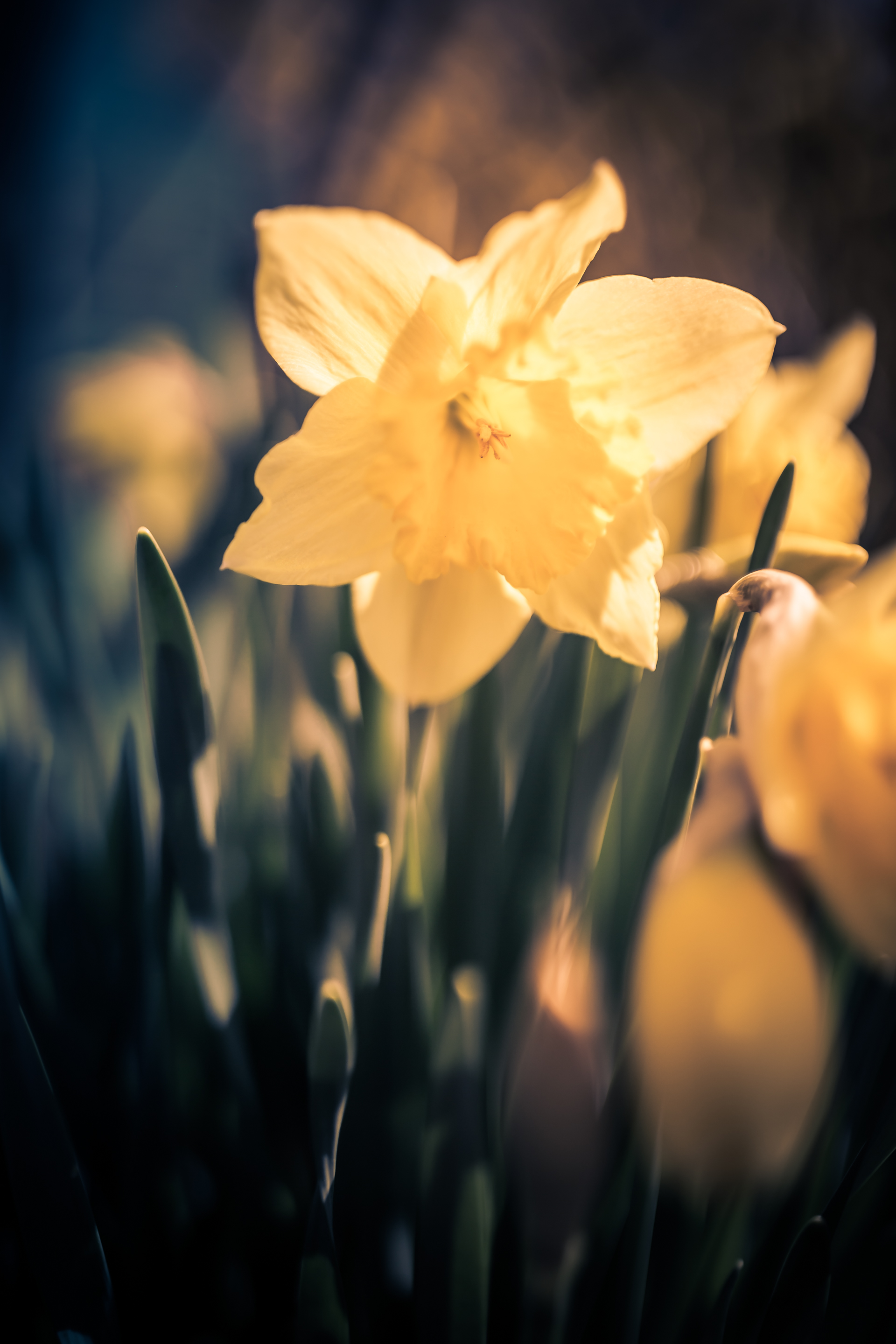 Daffodil photos with smooth bokeh and shallow depth of field.