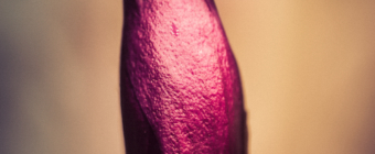 Single Jane Magnolia bud photographed in macro at 100mm focal length.