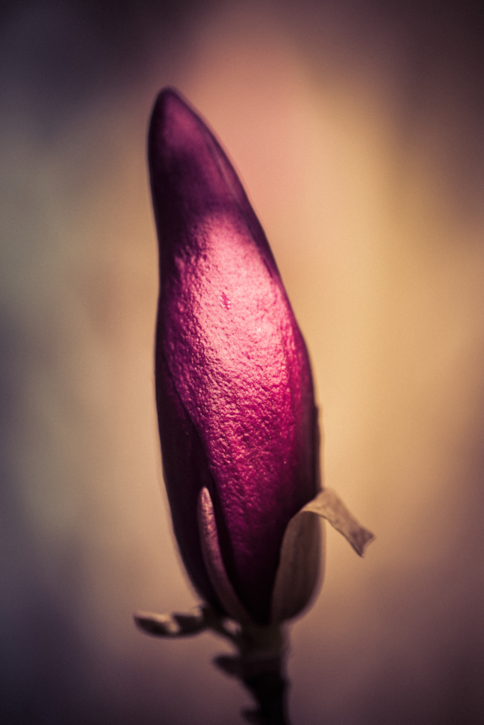 Single Jane Magnolia bud photographed in macro at 100mm focal length. 