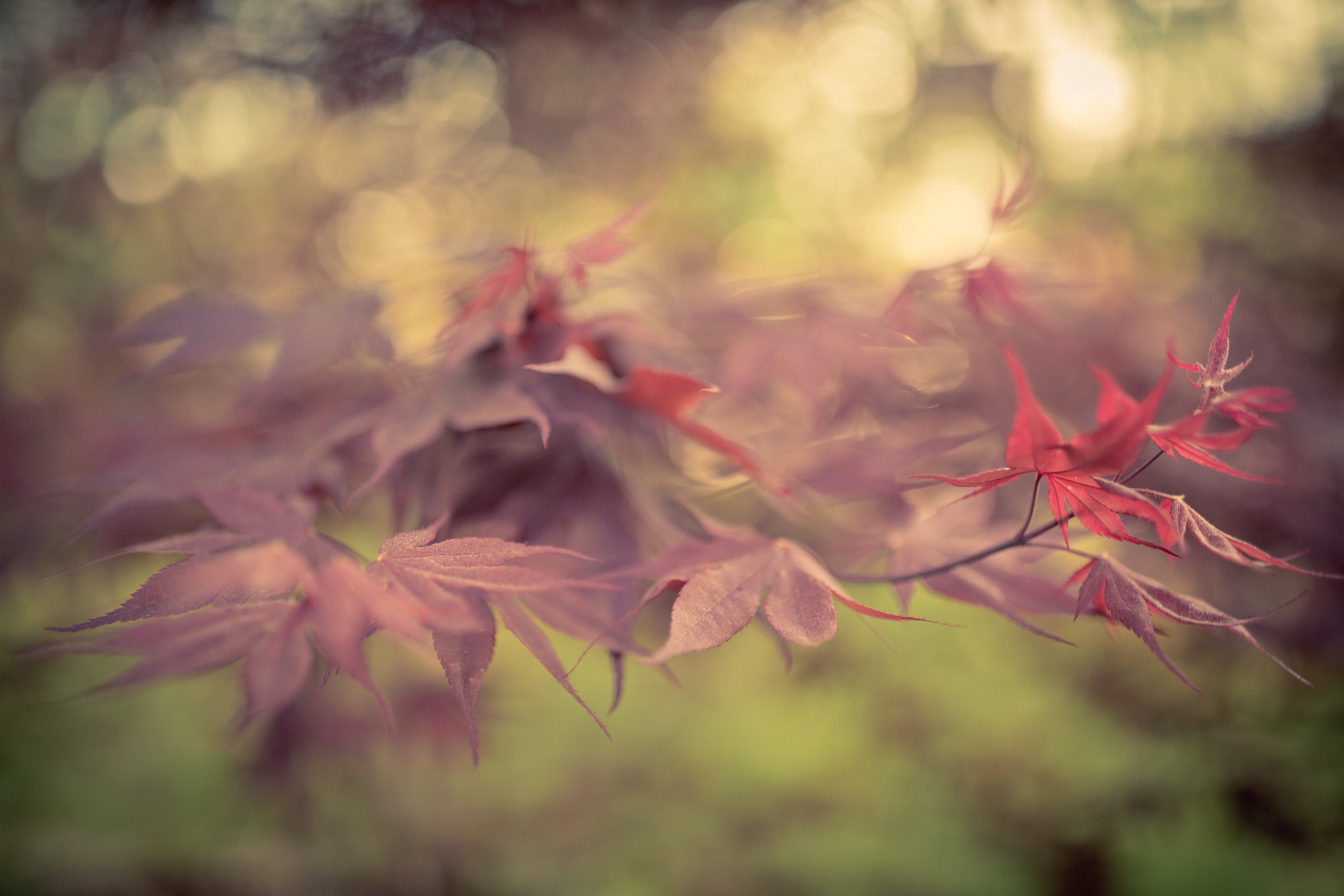 Japanese maple leaves photographed in golden hour light with shallow depth of field producing bokeh.