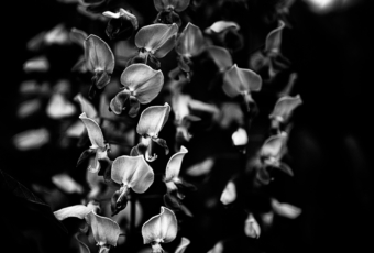 Low key abstract photo study of wisteria blossoms in black and white.