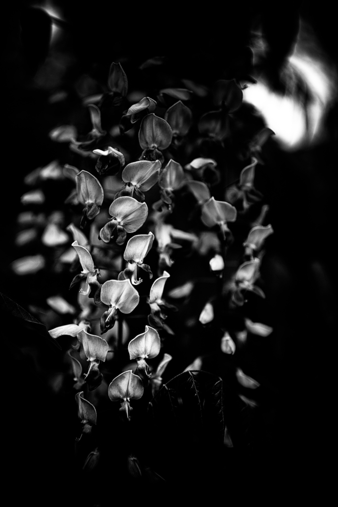 Low key abstract photo study of wisteria blossoms in black and white.