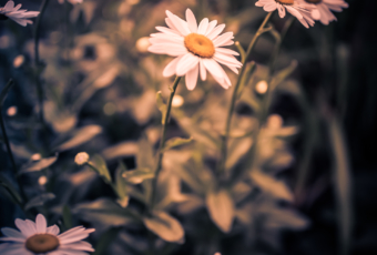 White daisy blossoms photographed at 35mm in low key vertical orientation.