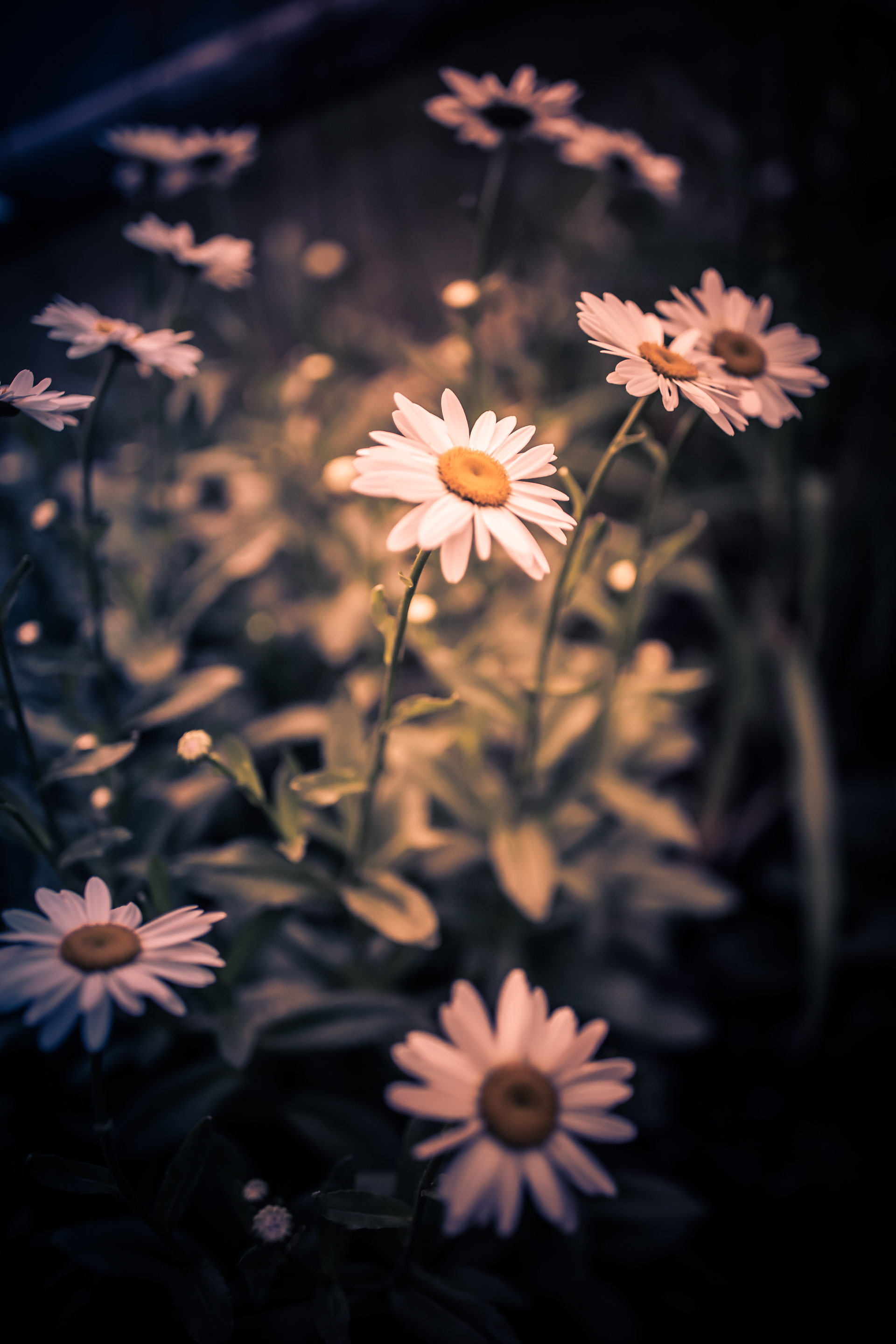 White daisy blossoms photographed at 35mm in low key vertical orientation.