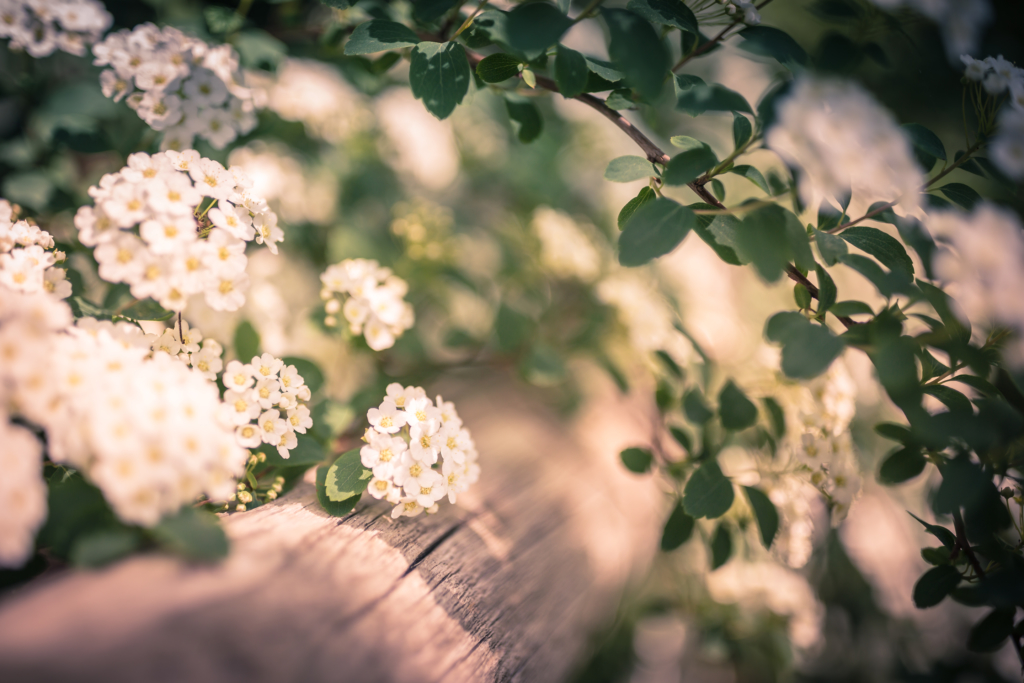 Soft focus 35mm photograph of spirea blossoms and bokeh.