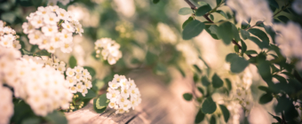 Soft focus 35mm photograph of spirea blossoms and bokeh.