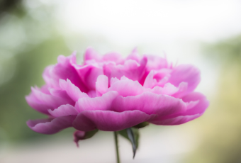 High key macro photo of a peony flower surrounded by bokeh.