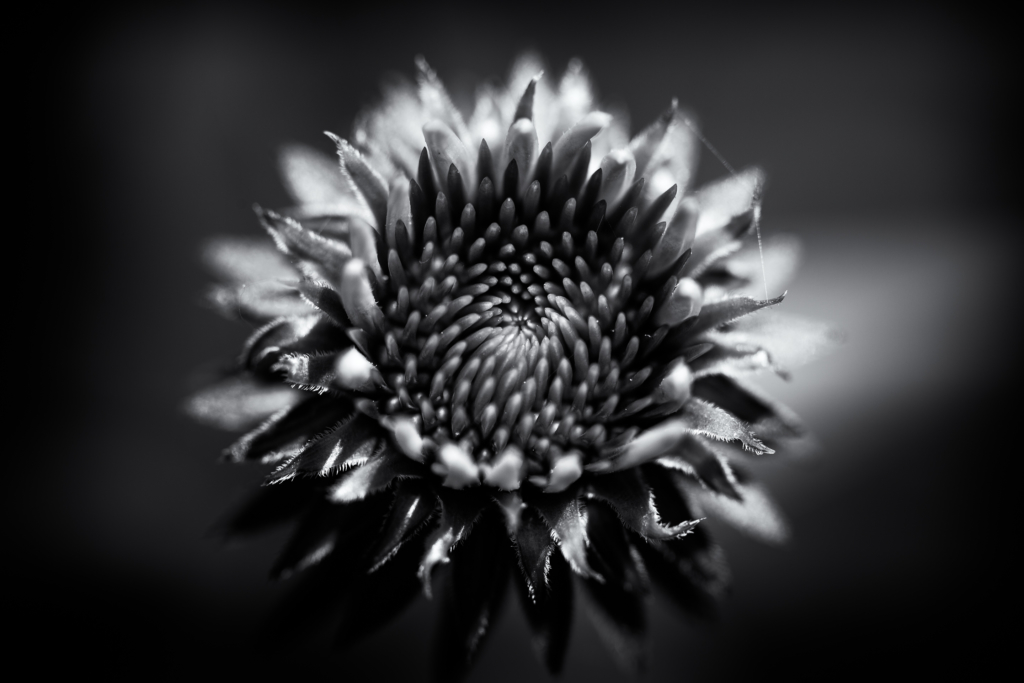 100mm black and white macro photo of echinacea. 