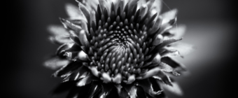 100mm black and white macro photo of echinacea.