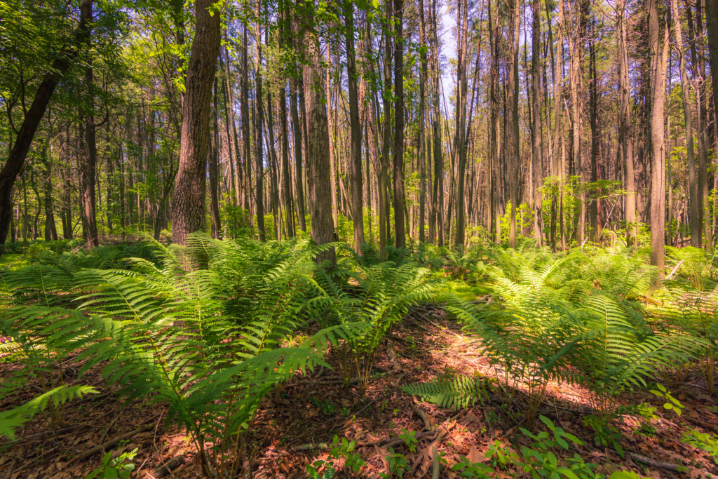 14mm wide angle photograph of Pinelands pine trees and ferns.