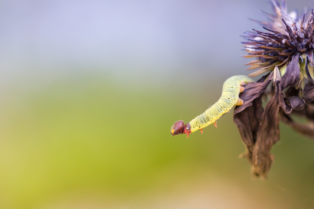 100mm macro photo of a green silver-spotted skipper caterpillar on a dead purple coneflower.