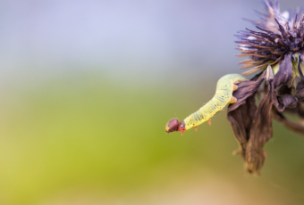 100mm macro photo of a green silver-spotted skipper caterpillar on a dead purple coneflower.