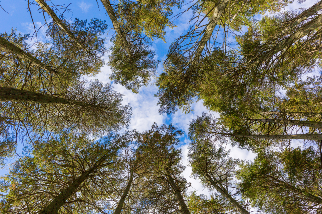 Upward facing 35mm photograph of blue sky and pine trees.