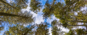 Upward facing 35mm photograph of blue sky and pine trees.