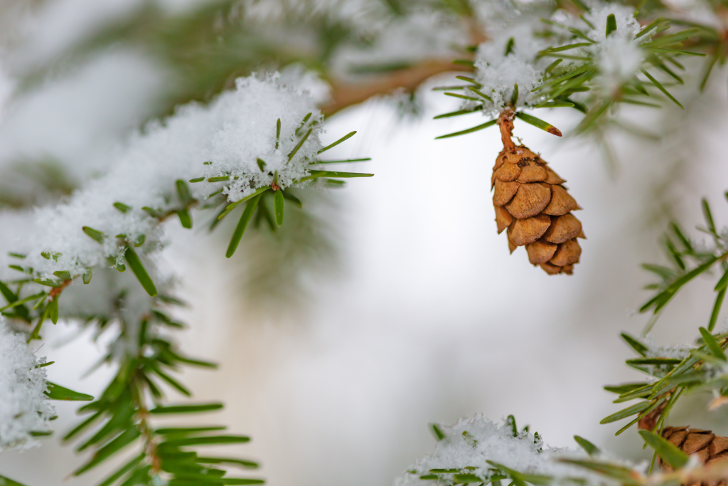 100mm macro photo of a Hemlock tree pine cone hanging from snow covered pine boughs.