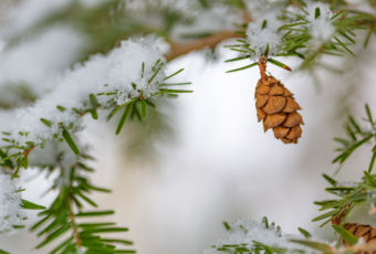 100mm macro photo of a Hemlock tree pine cone hanging from snow covered pine boughs.
