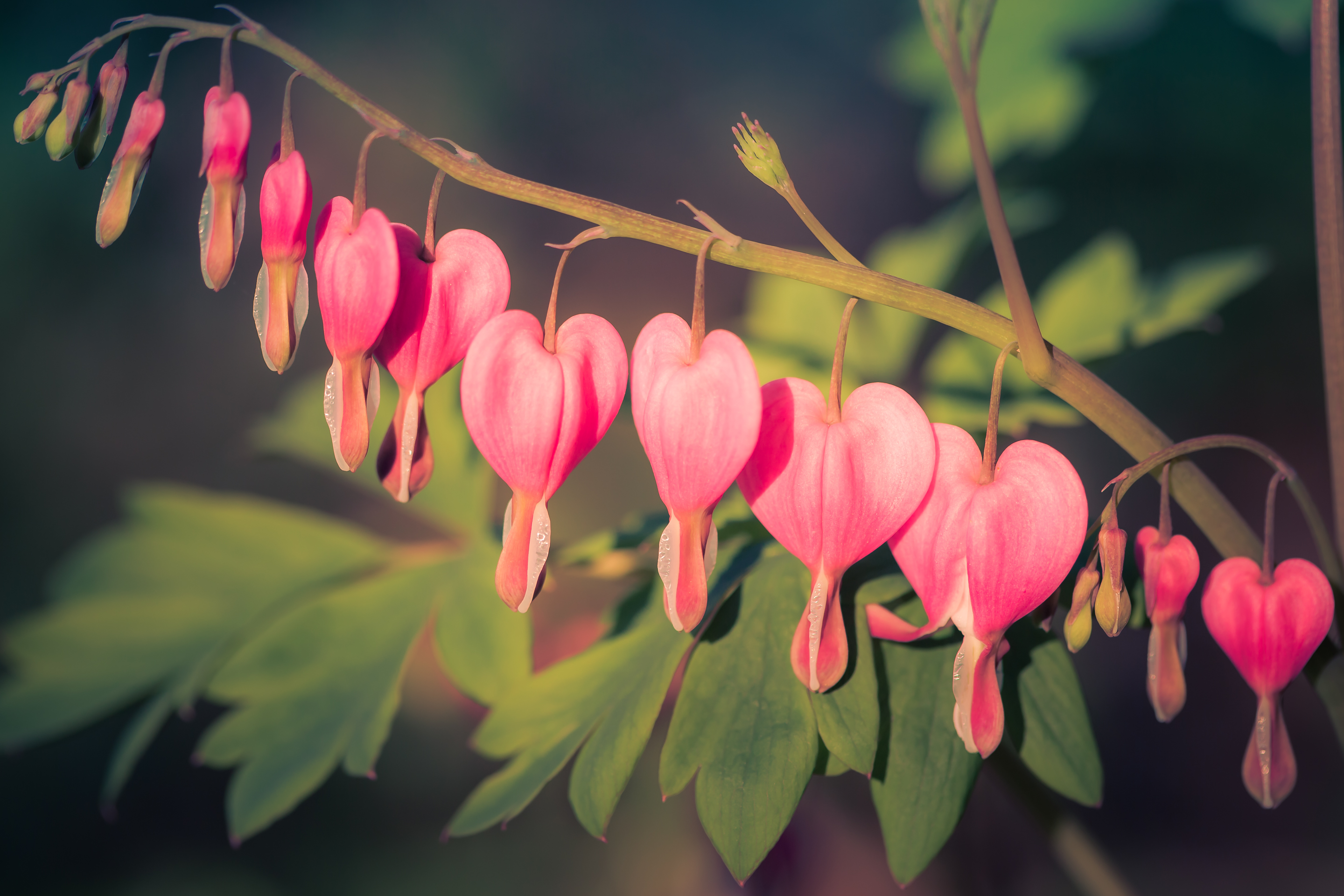 100mm macro photo of a multiple bleeding heart flowers hanging from its stem.