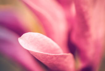 Macro photo of a Jane Magnolia blossom with soft focus and bokeh.