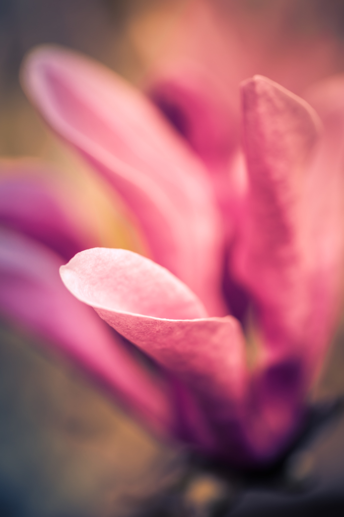 Macro photo of a Jane Magnolia blossom with soft focus and bokeh.