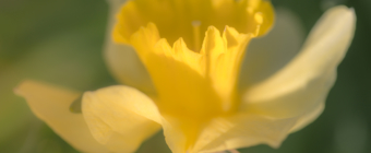 Yellow daffodil macro photo with soft focus and bokeh.