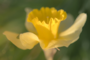 Yellow daffodil macro photo with soft focus and bokeh.