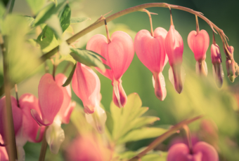 100mm macro photo of bleeding heart plant with nine heart shaped flowers bent upon its stem.