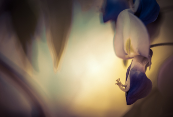 100mm macro photo of a low key, cross processed wisteria blossom; has a painted look.