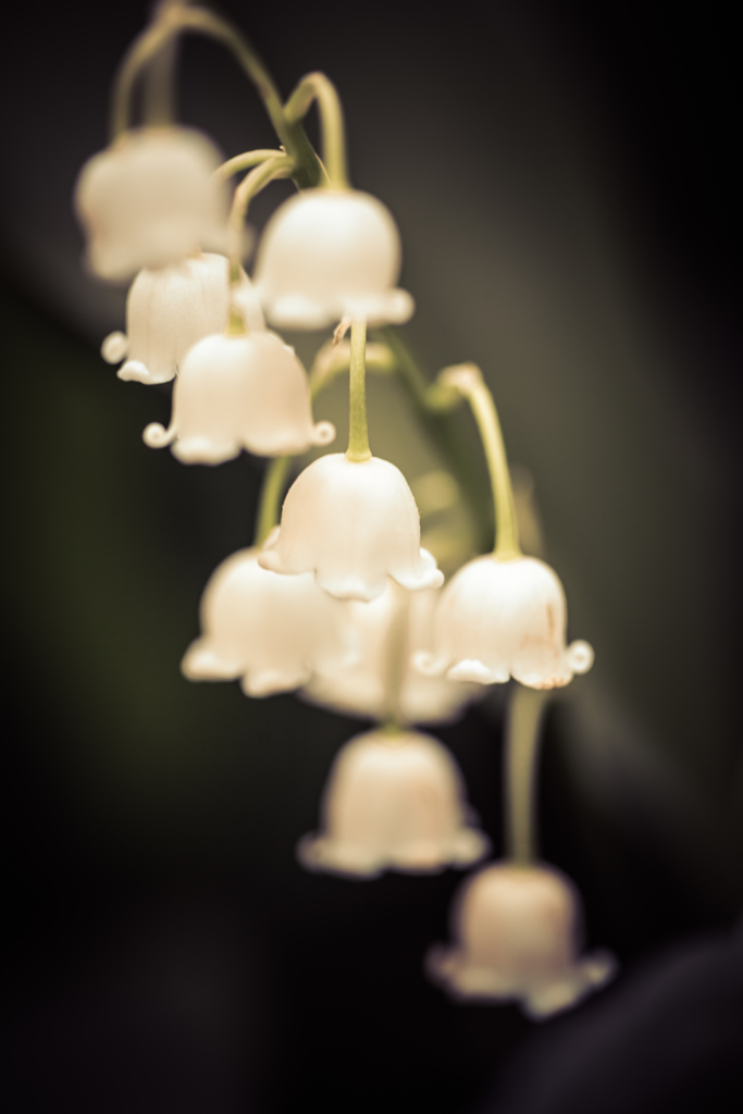 100mm low key macro photo of a string of lily of the valley flowers with smooth bokeh.
