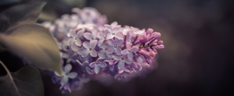 35mm low key photo of lilac blossom with its leaves, white space, and bokeh.