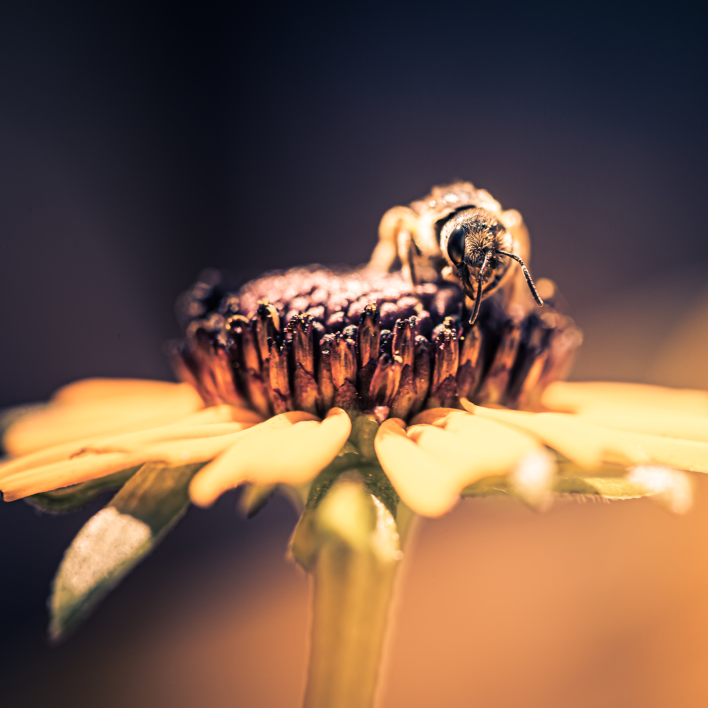 100mm square format macro photo of a honey bee pollenating a Black-eyed Susan flower blossom.