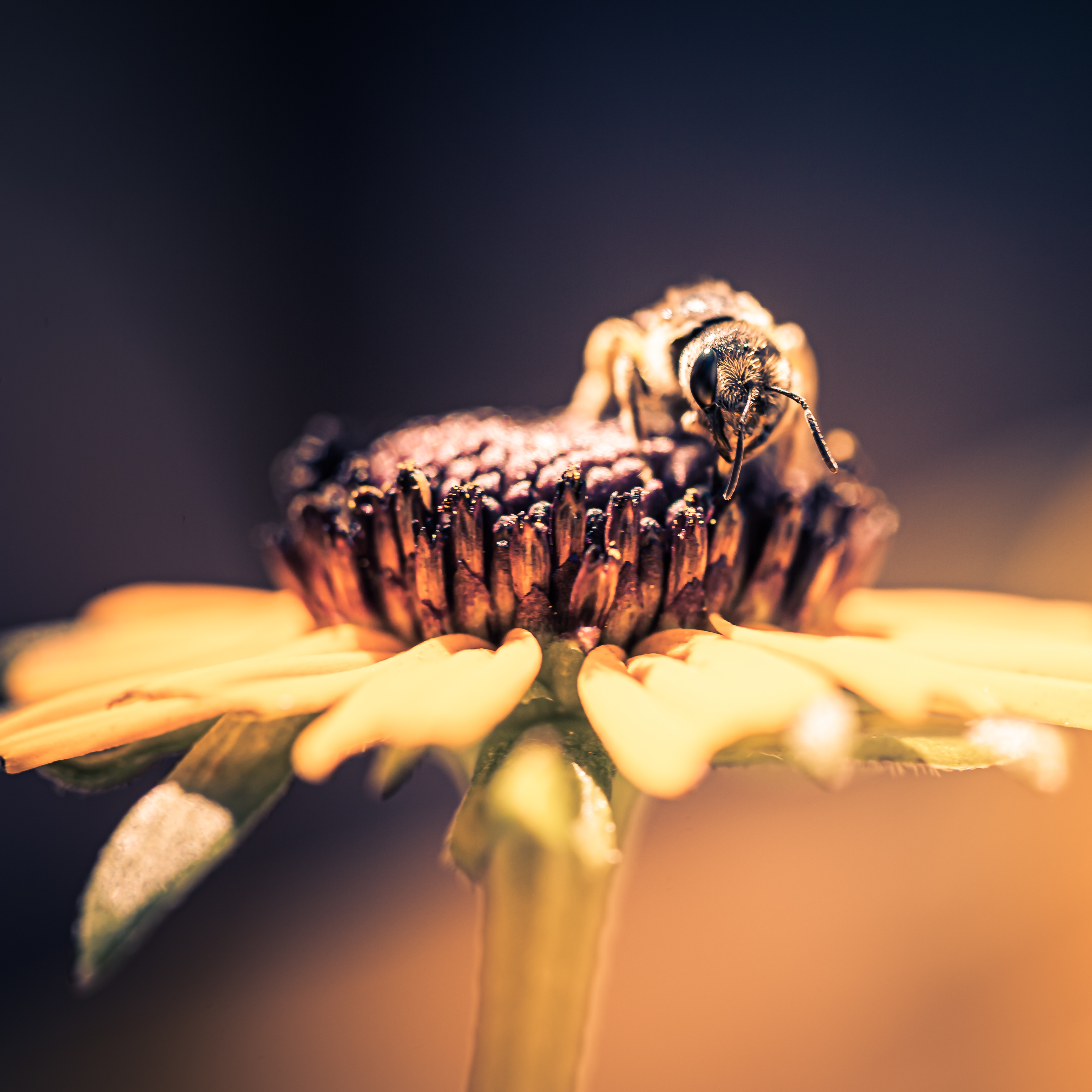 100mm square format macro photo of a honey bee pollenating a black-eyed susan flower blossom.
