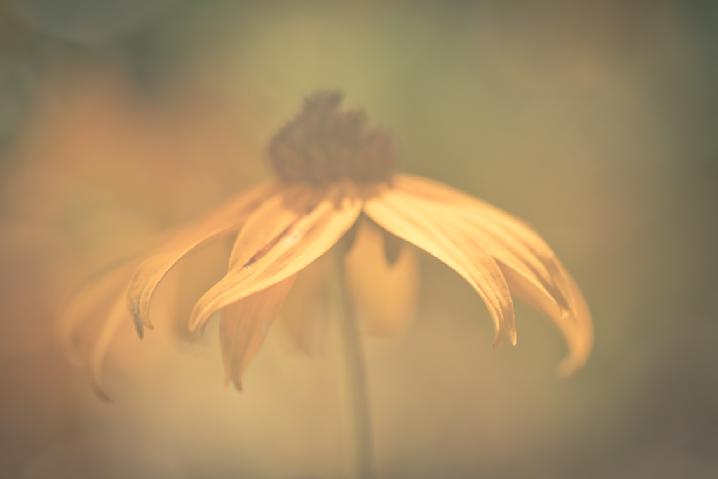 100mm macro photo of a Black-eyed Susan flower; the lens is cloudy creating a fog effect along with soft-focus and bokeh.
