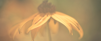 100mm macro photo of a Black-eyed Susan flower; the lens is cloudy creating a fog effect along with soft-focus and bokeh.