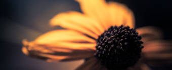 100mm low key macro photo of a black-eyed susan flower with shallow depth of field and bokeh.