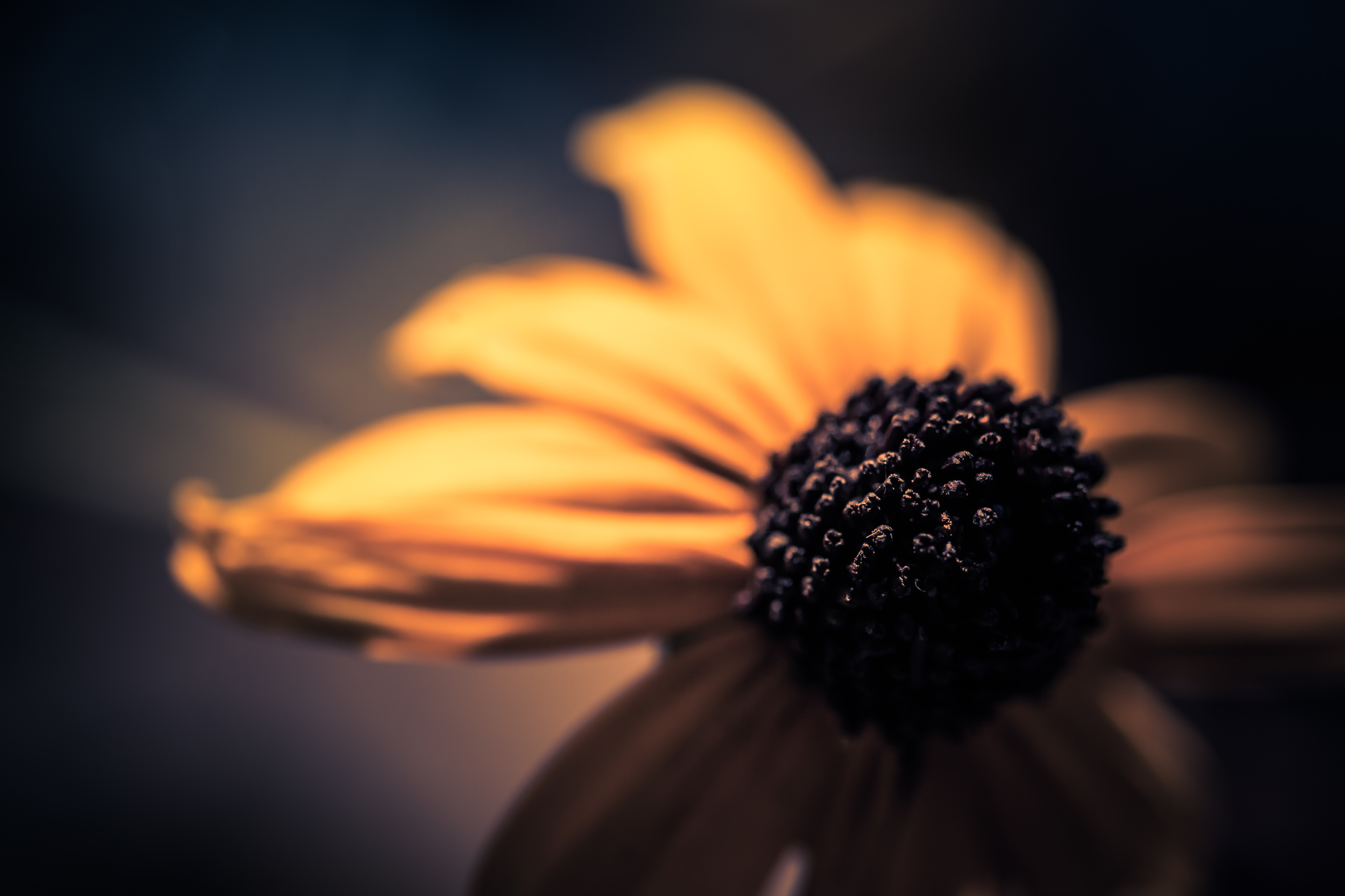 100mm low key macro photo of a black-eyed susan flower with shallow depth of field and bokeh.