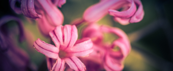 100mm macro photograph of a pastel pink hyacinth flower blossom with smooth bokeh.