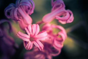 100mm macro photograph of a pastel pink hyacinth flower blossom with smooth bokeh.