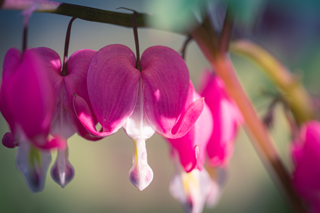 100mm macro photograph of a bleeding heart flower blossom surrounded by smooth bokeh. 