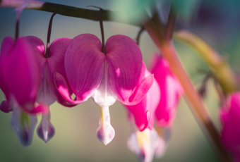 100mm macro photograph of a bleeding heart flower blossom surrounded by smooth bokeh.
