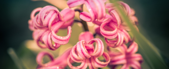 100mm macro photo of six pink hyacinth blossoms on a single plant. The image is cross processed and features soft focus and bokeh.