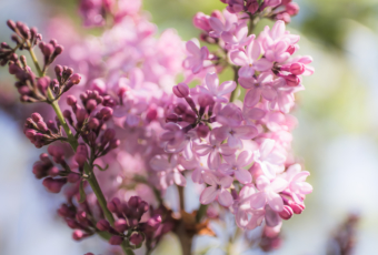 35mm wide open square format photo of a blooming lilac in high key light surrounded by bokeh.