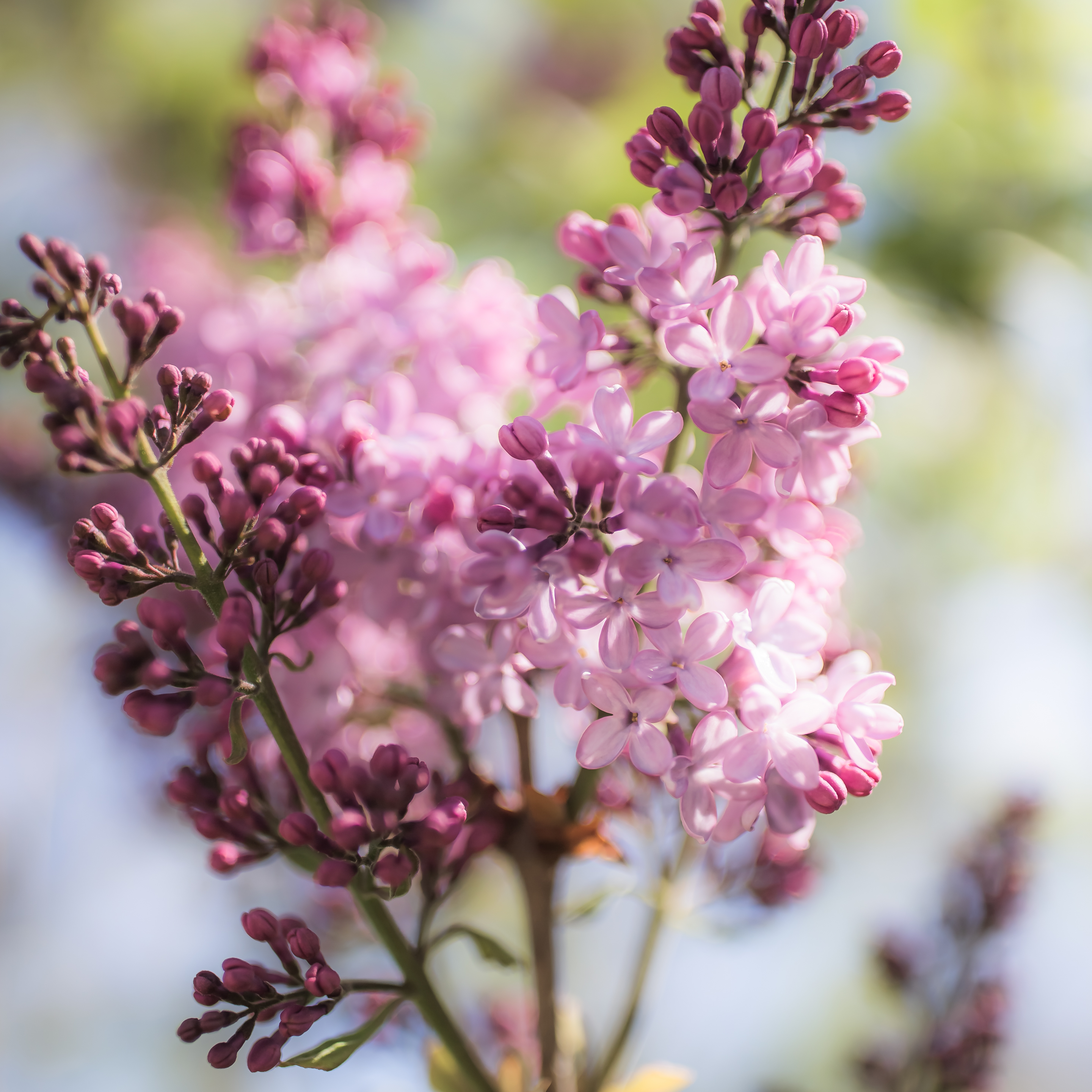 35mm wide open square format photo of a blooming lilac in high key light surrounded by bokeh.