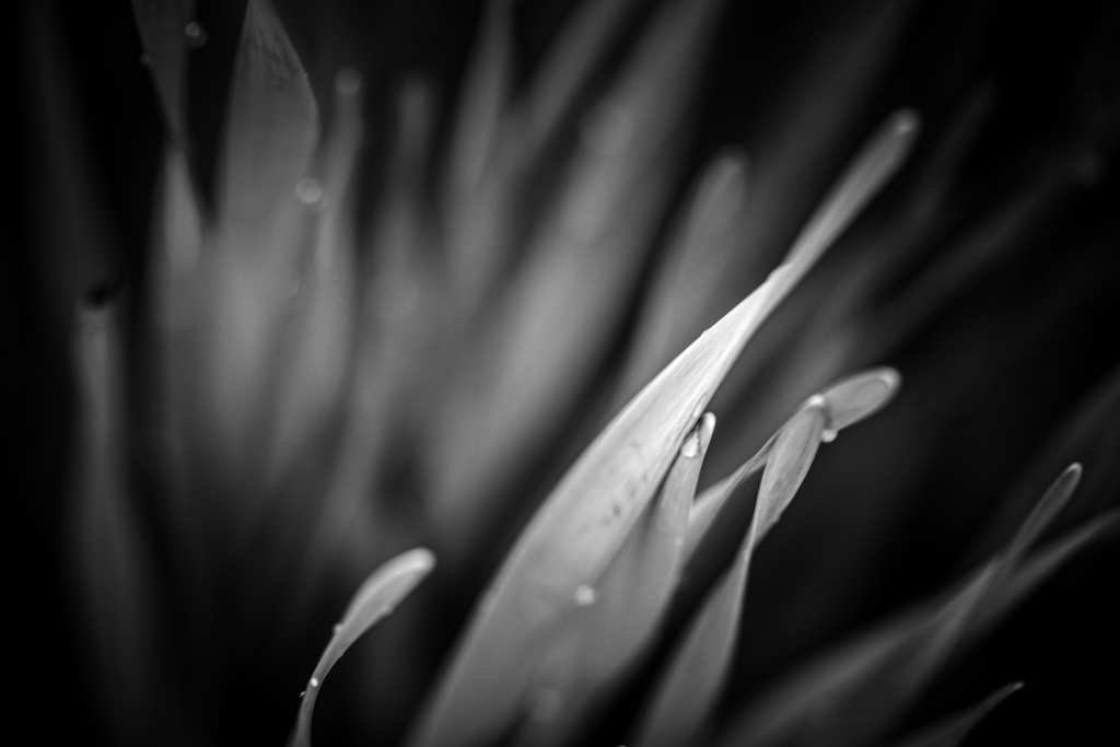 100mm macro photo of daffodil stems in abstract low key black and white processing.